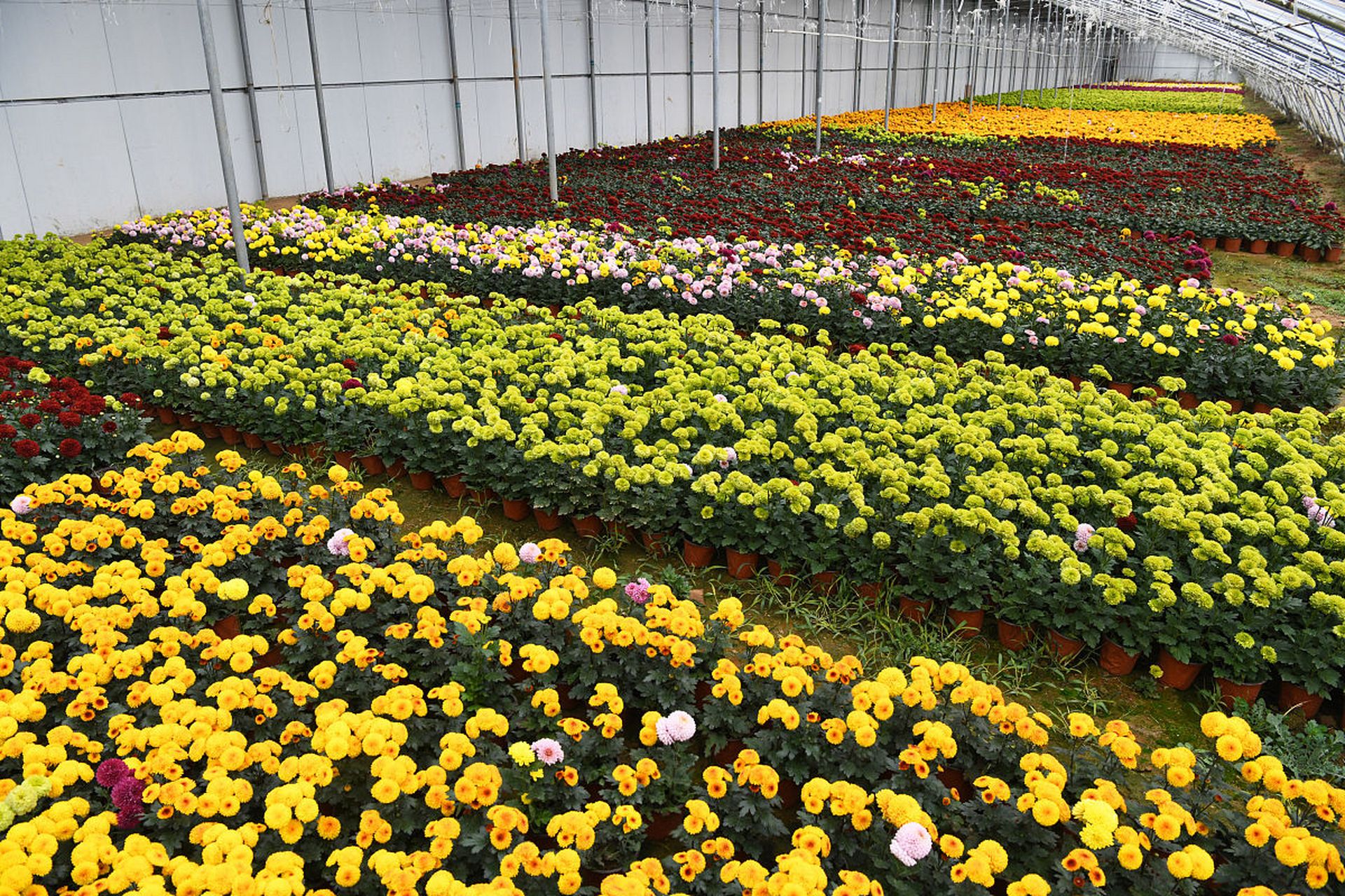 花卉與蔬菜種植技術的科學結合與實踐